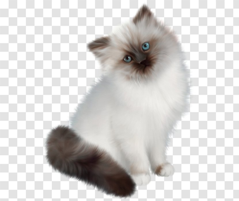 Persian Cat Siamese Ragdoll Birman Himalayan - White Transparent PNG