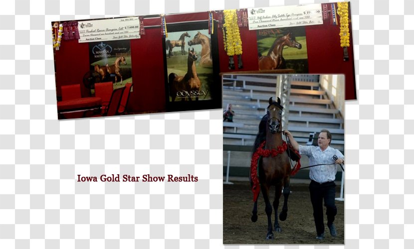 Scottsdale Arabian Horse Show Stallion Shada Inc - Autumn Transparent PNG