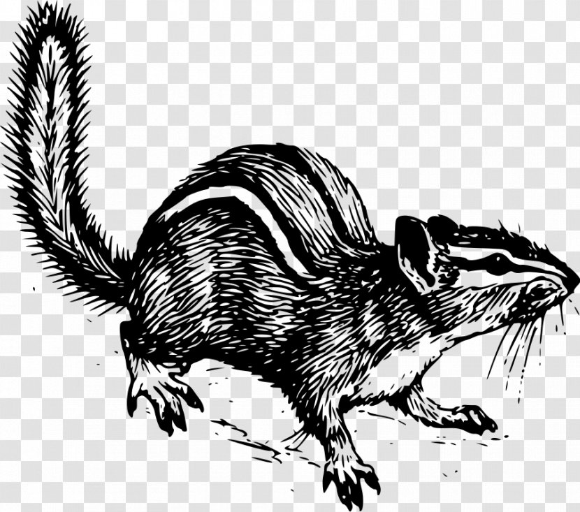 Squirrel Siberian Chipmunk Drawing Clip Art - Organism - Cliparts Transparent PNG