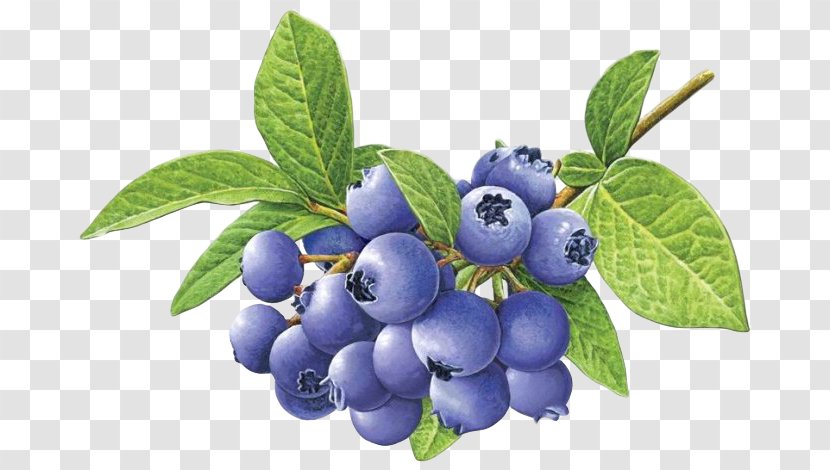 Blueberry Tea Bilberry - Plant Transparent PNG