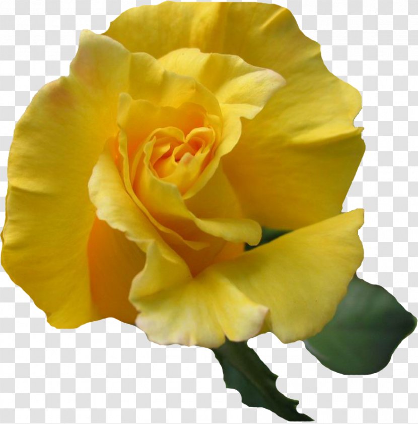 Garden Roses Yellow Flower Desktop Wallpaper - Rose Order Transparent PNG