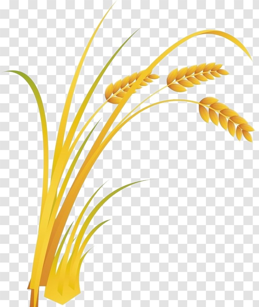 Rice Cartoon Food - Crop - Wheat Transparent PNG