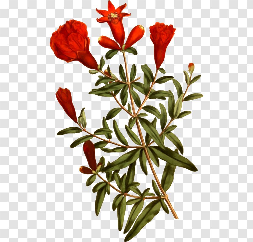 Emery's Fine Arts Gallery Pomegranate Tree Plant Flower - Pomegranates Transparent PNG