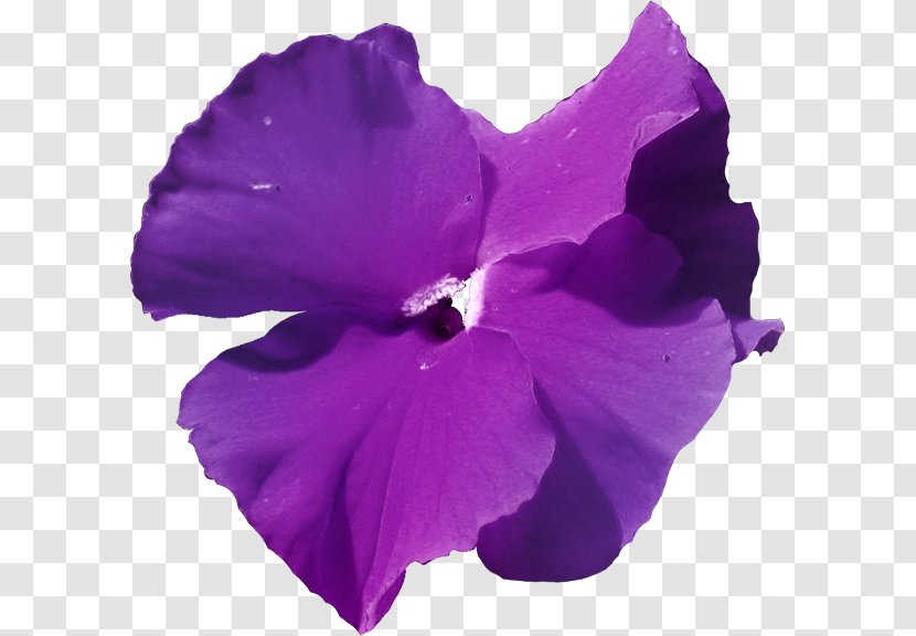 Mallows Violet Herbaceous Plant Family - Petal Transparent PNG