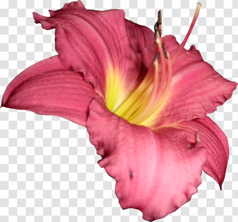 Flower PhotoScape DeviantArt - Flowering Plant - Callalily Transparent PNG