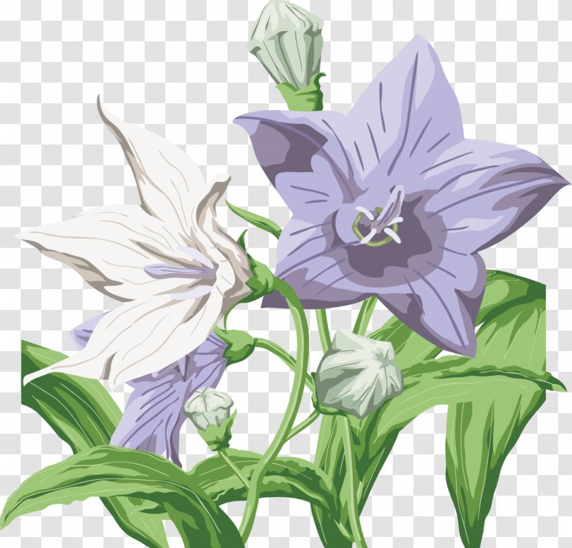 Flower Harebell Desktop Wallpaper Clip Art - Flora Transparent PNG