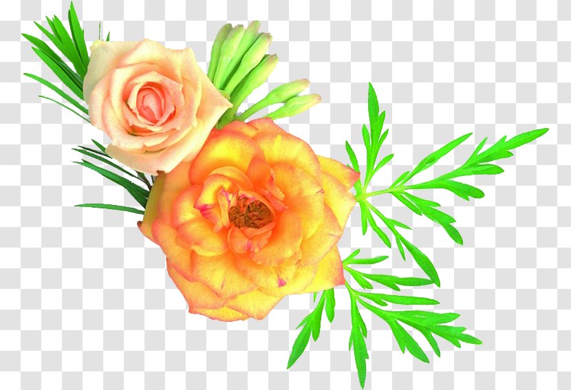 Garden Roses Martyr Iran–Iraq War Flower Disabled Iranian Veterans - Floristry - 花卉 Transparent PNG