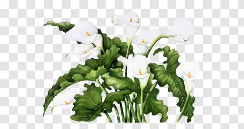 Flower White Fleur Blanche Animaatio - Leaf Transparent PNG