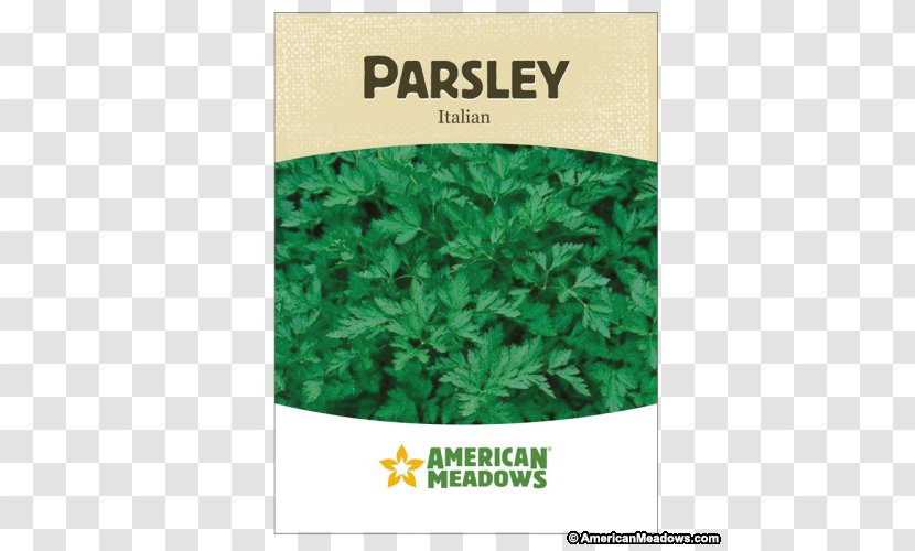 Flat-leaved Parsley Herb Seed Vegetable Germination Transparent PNG