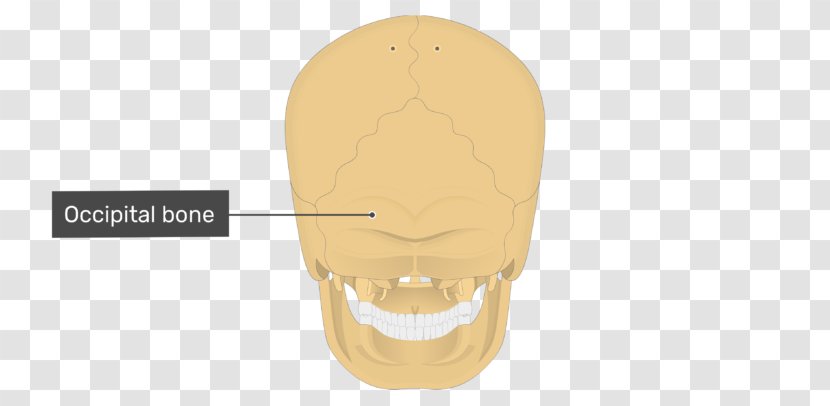 Shoe Jaw - Skull Bones Transparent PNG