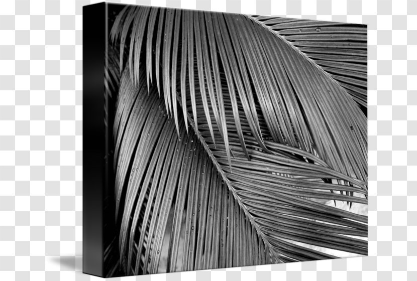 Line Photography Wood Angle /m/083vt - Black Transparent PNG