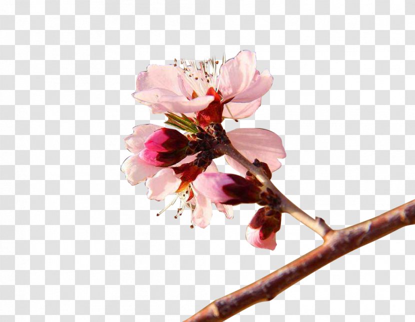 Flower Apricot - Pink - Spring Transparent PNG