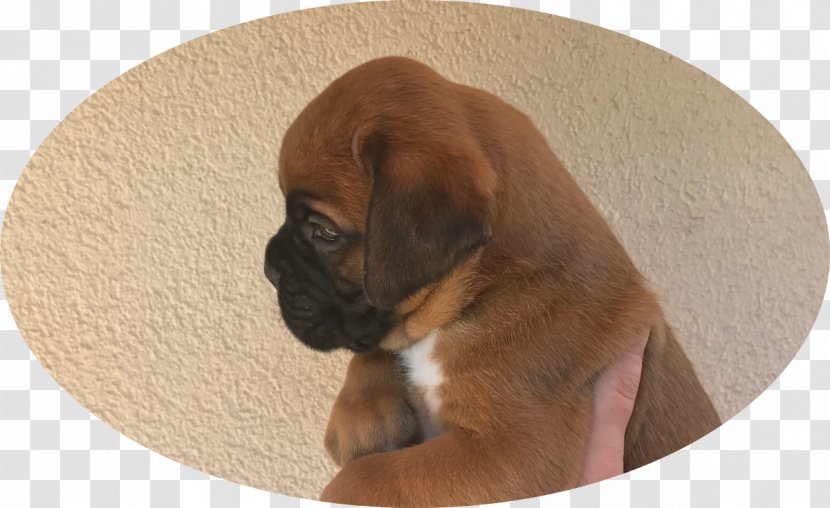 Boxer Puggle Puppy Dog Breed Snout - Mammal Transparent PNG