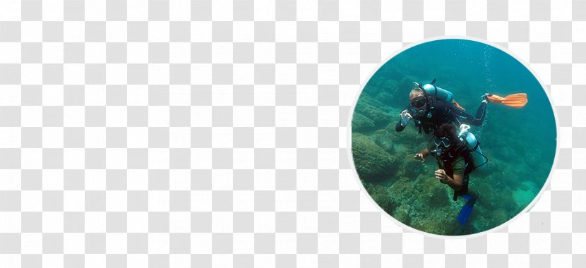 Turquoise Organism - Aqua - Island Of Adventure Transparent PNG