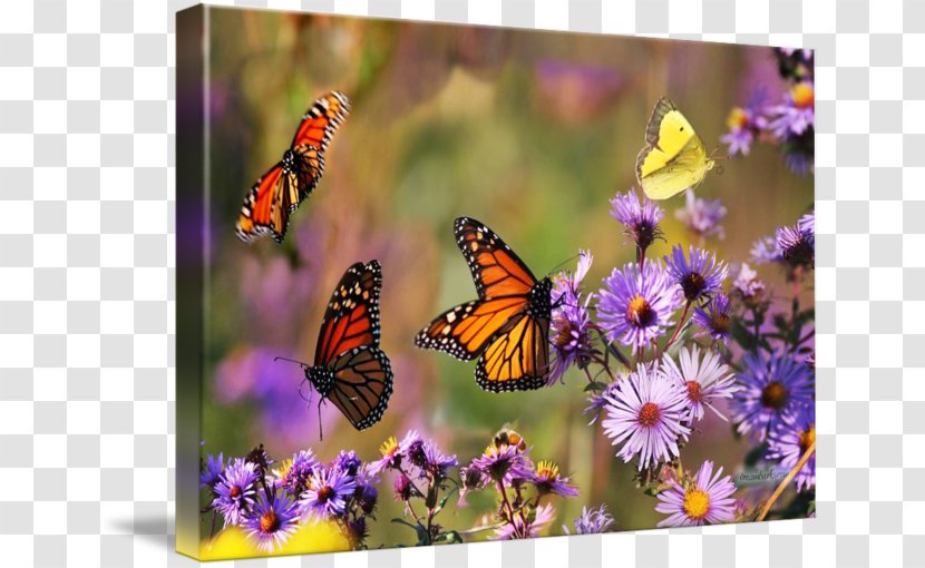 Monarch Butterfly Fine Art Photography - Brush Footed - Glossy Butterflys Transparent PNG