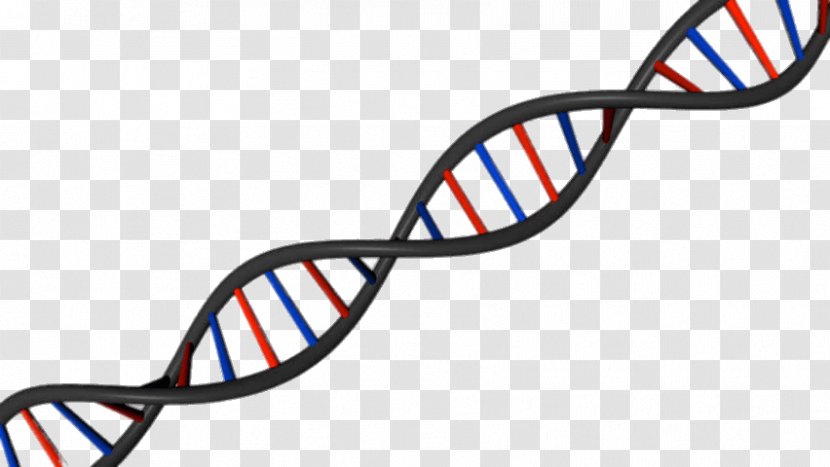 DNA Science Nucleic Acid Double Helix Stock Photography A-DNA - Dna Vetor Transparent PNG