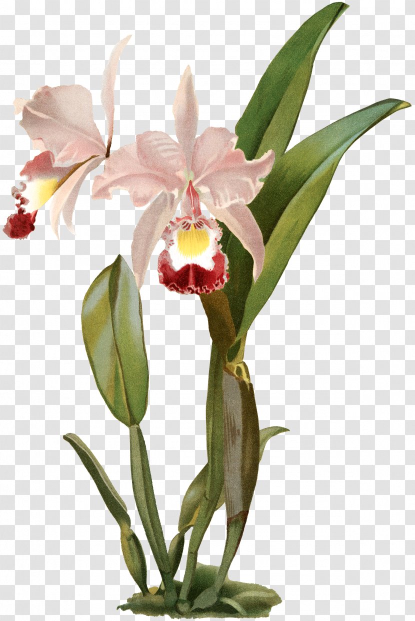 Crimson Cattleya Christmas Orchid Moth Orchids Percivaliana - Petal - Blue Branch Transparent PNG