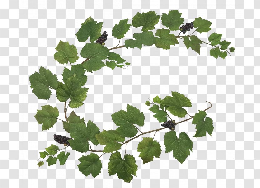Grapevine Twig Leaf Greens Family M Invest D.o.o. - Grape Material Transparent PNG