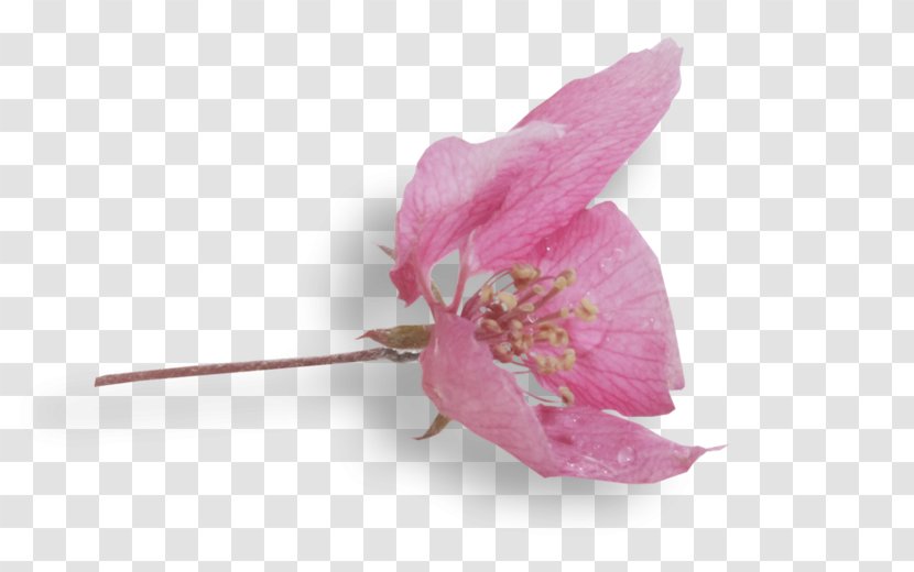 Rose Family Pink M RTV - Plant Transparent PNG