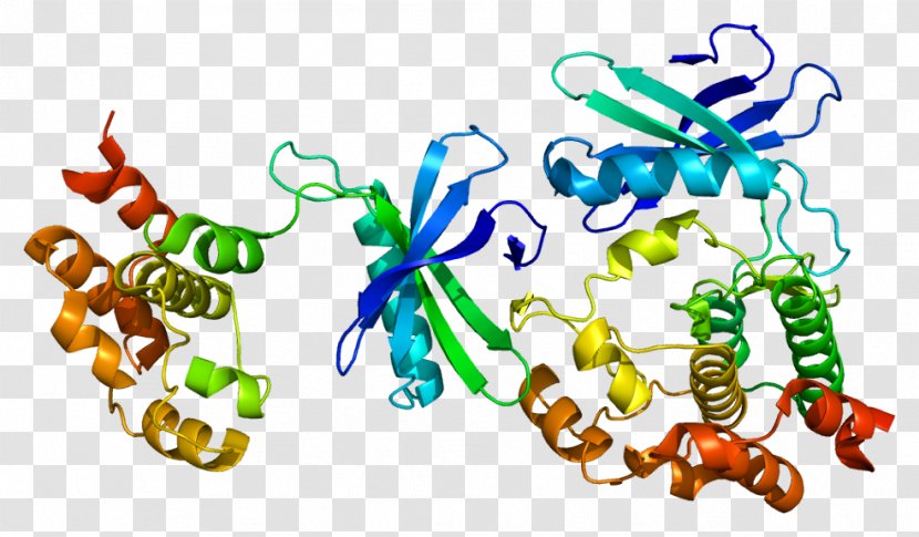 WNK1 Protein Kinase Receptor-mediated Endocytosis - Nakatpase - Secretion Transparent PNG