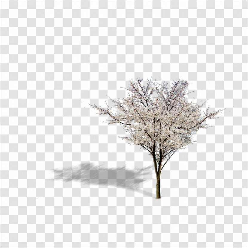 Twig Tree Download Icon - Plant Transparent PNG