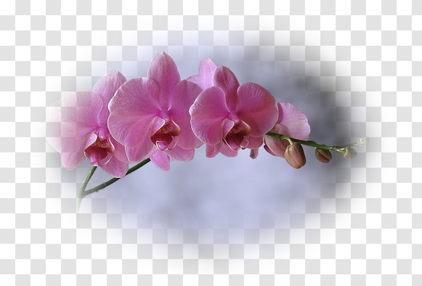 Moth Orchids Pink M RTV Plant Stem - Coller Transparent PNG