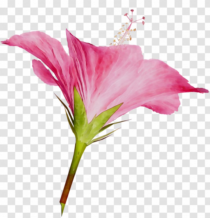 Rosemallows Cut Flowers Plant Stem Lily Of The Incas Herbaceous - Pink - Geraniaceae Transparent PNG