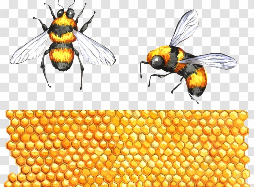 Honey Bee Insect Apidae Clip Art - Pollen Transparent PNG