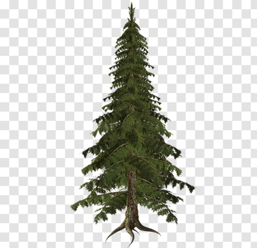 Spruce Tree Drawing Clip Art - Snow Transparent PNG