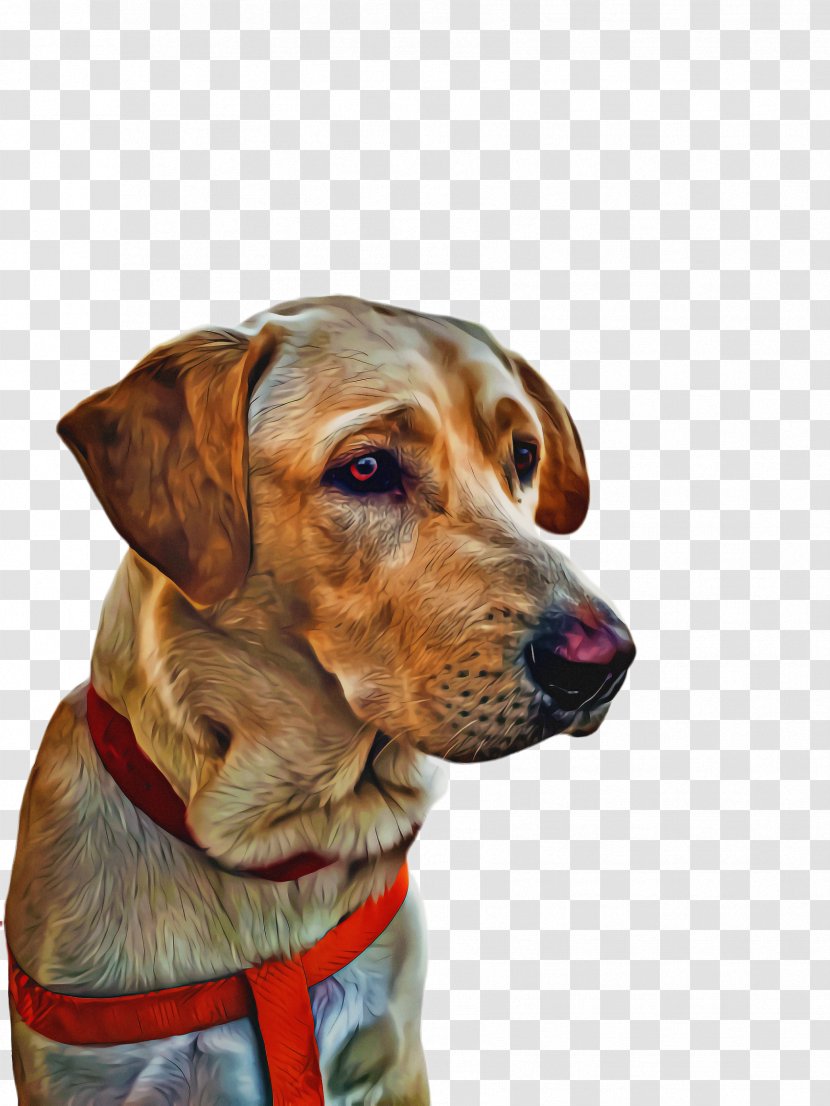 Cute Dog - English Coonhound - Collar Ear Transparent PNG