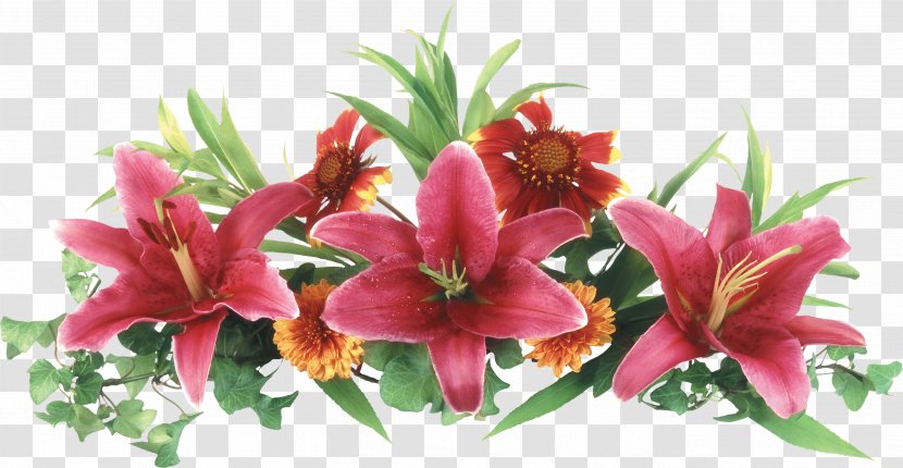 Lilium Flower Clip Art - Lily Transparent PNG