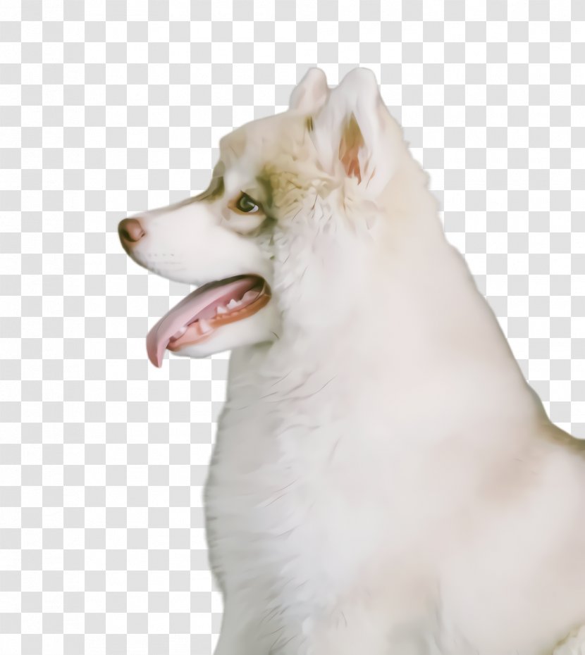 Cute Dog - American Eskimo - Ancient Breeds Companion Transparent PNG