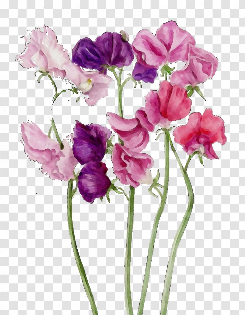 Flower Flowering Plant Petal Cut Flowers - Sweet Pea Violet Transparent PNG