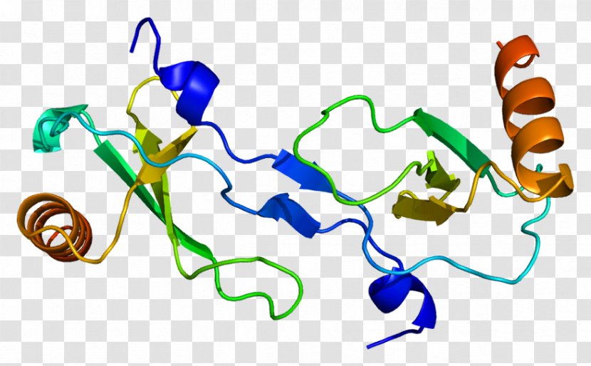 CCL2 Chemokine Monocyte Protein Cytokine - Dendritic Cell - Data Structure Transparent PNG