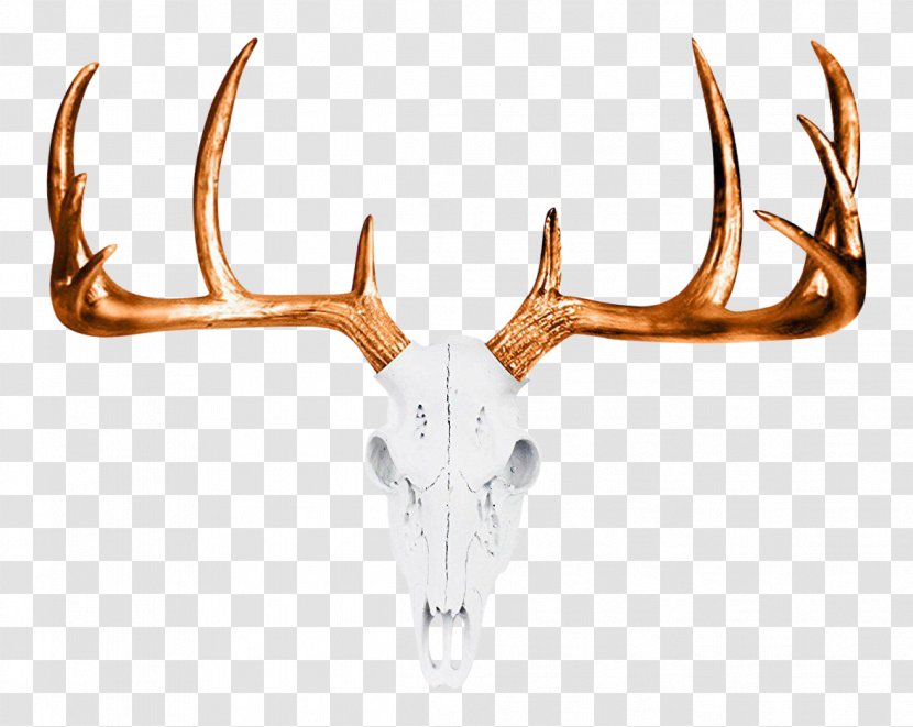 Skull Cartoon - Deer Head - Reindeer Elk Transparent PNG