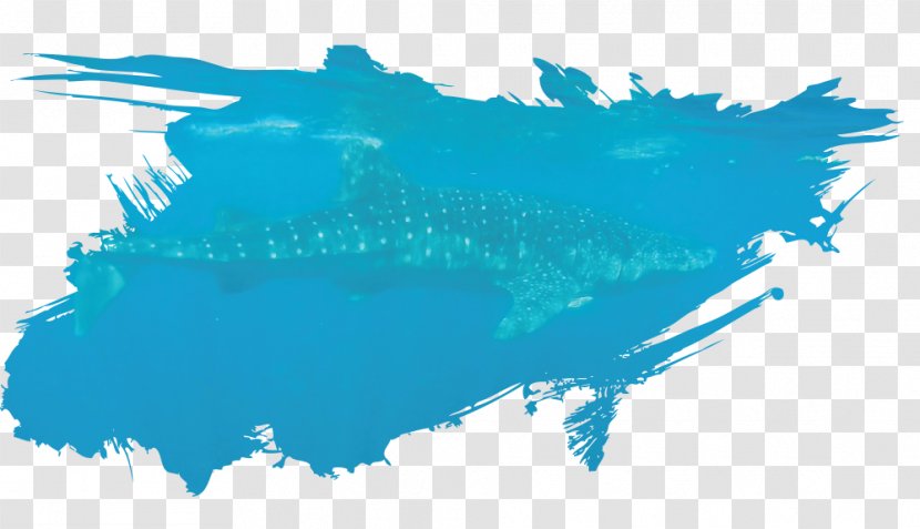 Whale Shark Isla Holbox Fish Sanctuary - Water Transparent PNG