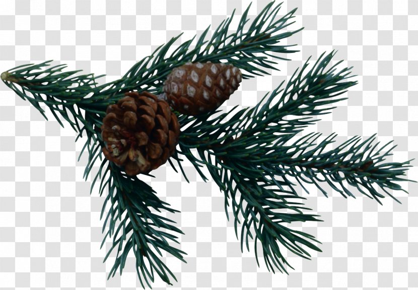 Pine Spruce Fir Conifer Cone - Branch Transparent PNG