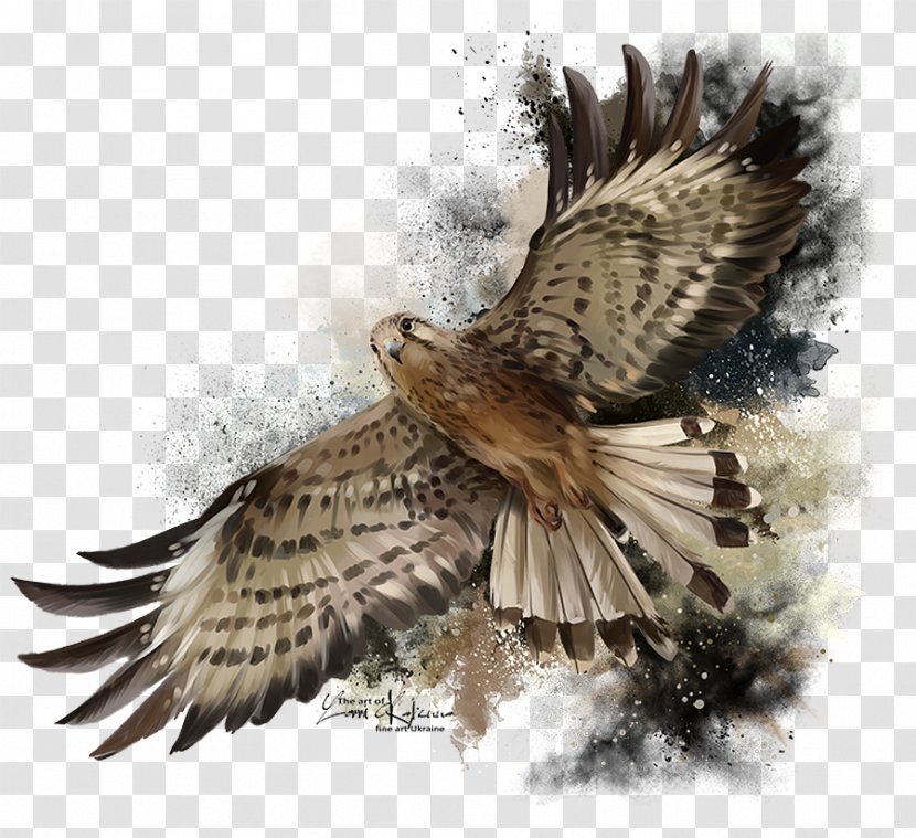 Flight Stock Photography Royalty-free Vector Graphics Falcon - Adaptation Transparent PNG
