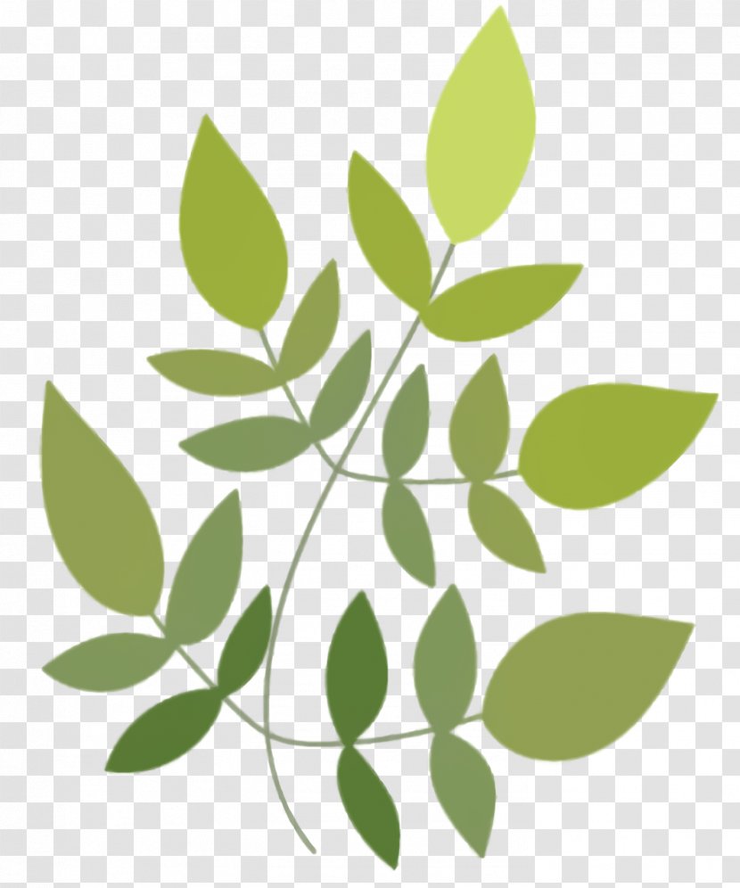 Green Leaf Background - Plant Stem - Twig Transparent PNG
