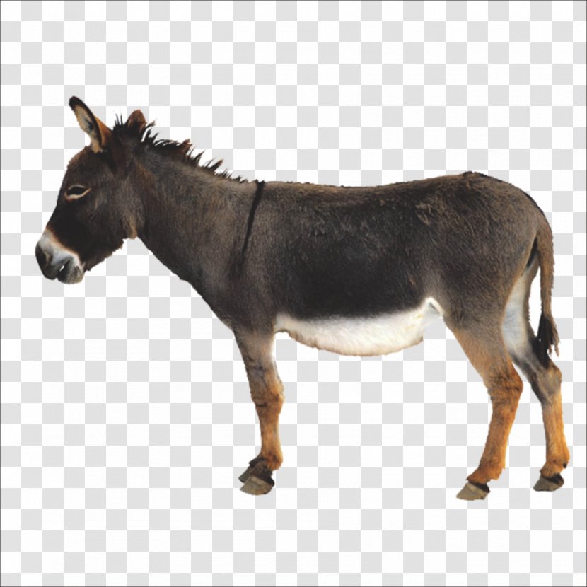 Donkey Icon - Mustang Horse Transparent PNG