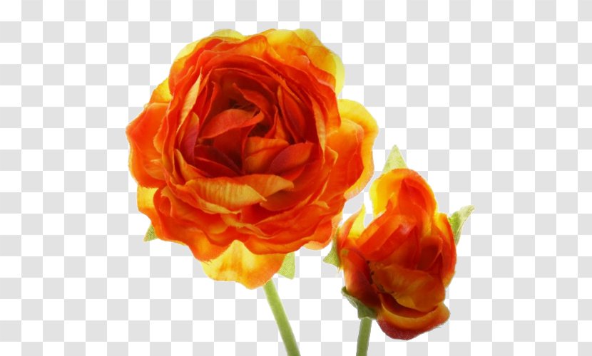 Garden Roses Orange Blossom Flower Red - Petal Transparent PNG