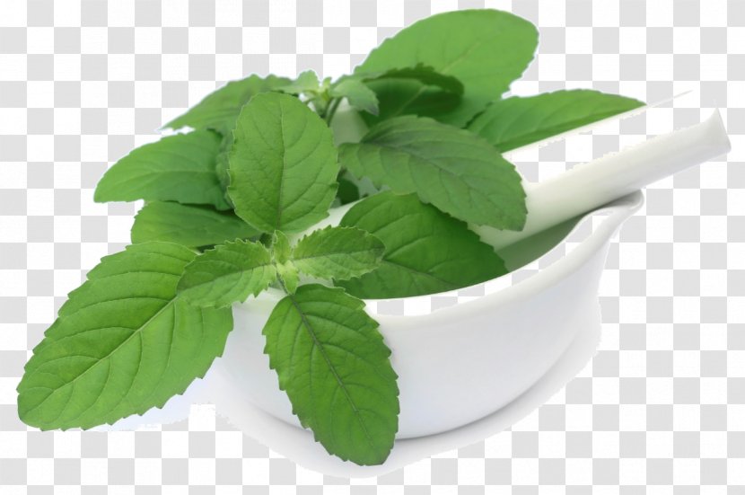 Thai Cuisine Holy Basil Herb - Lemon Transparent PNG