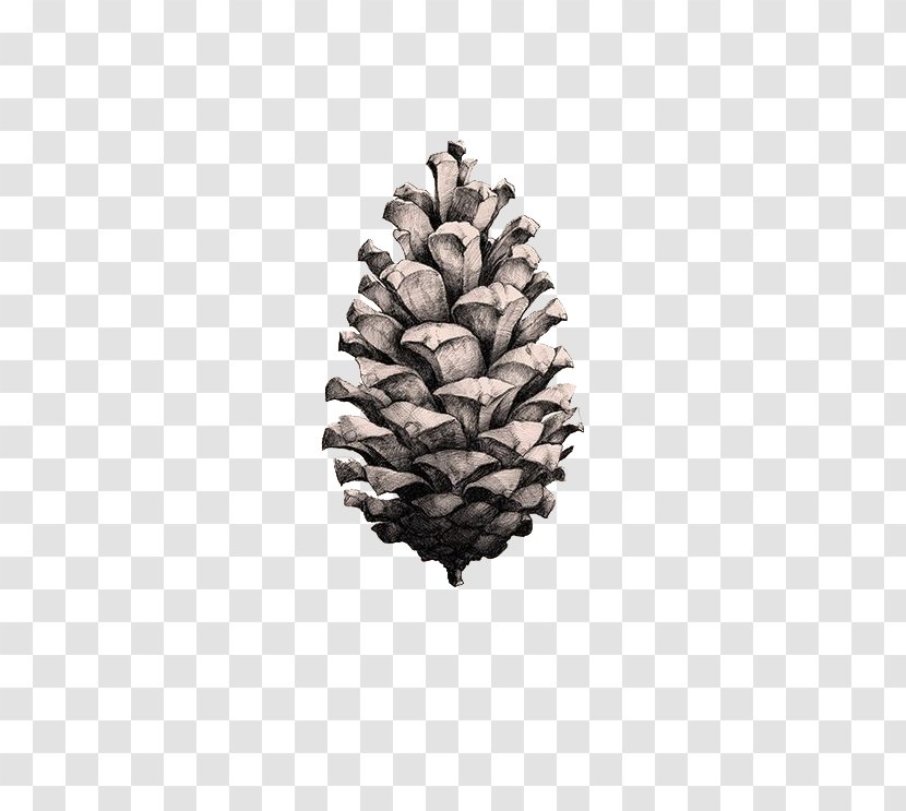 Coulter Pine Pinus Taeda Poster Conifer Cone Paper Collective - Material - Hand-painted Cones Transparent PNG