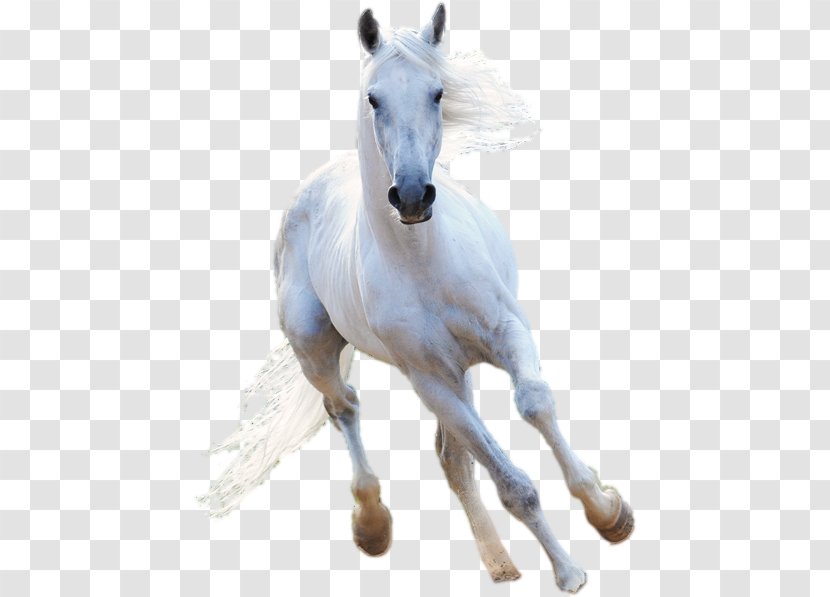 American Paint Horse Stallion White - Rendering - Foal Transparent PNG