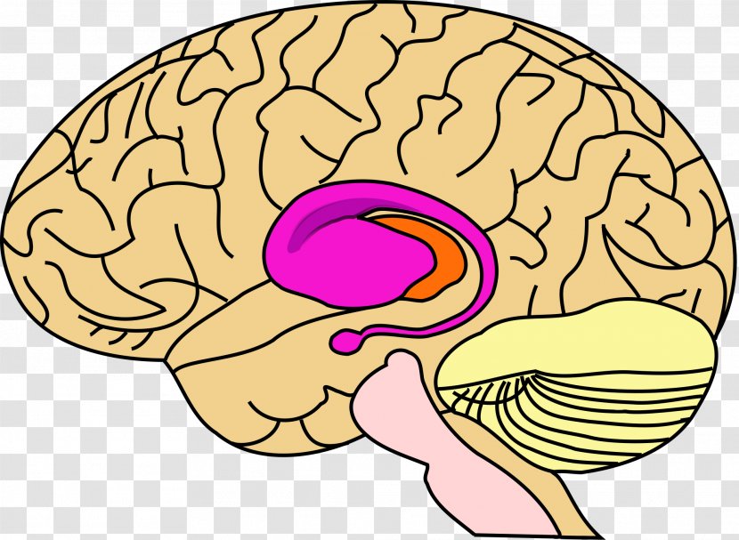 Basal Ganglia Brain Ganglion Anatomy Nucleus - Tree Transparent PNG