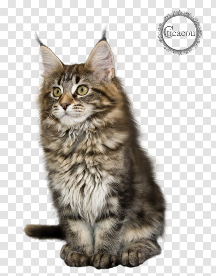 Maine Coon Kitten American Curl Ragdoll Raccoon - Asian - Chatting Transparent PNG