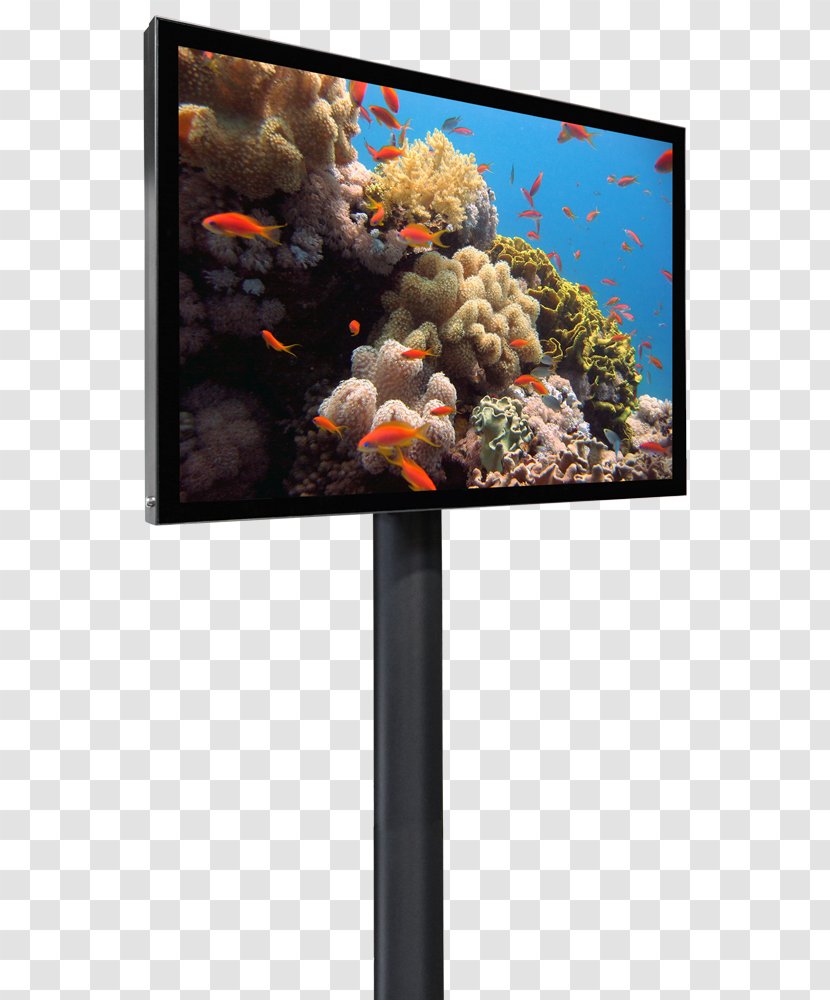 Red Sea Governorate Bako National Park Dead - Display Device Transparent PNG