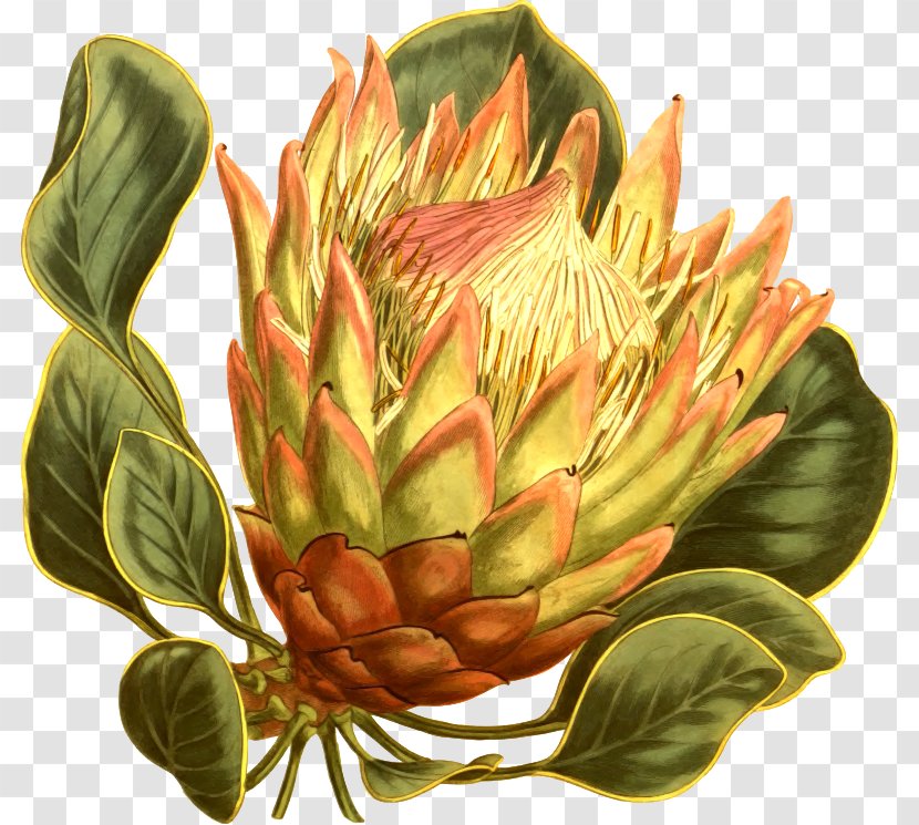 Fynbos Protea Cynaroides South Africa National Cricket Team Flower Curtis's Botanical Magazine - Illustration - Artichokes Transparent PNG