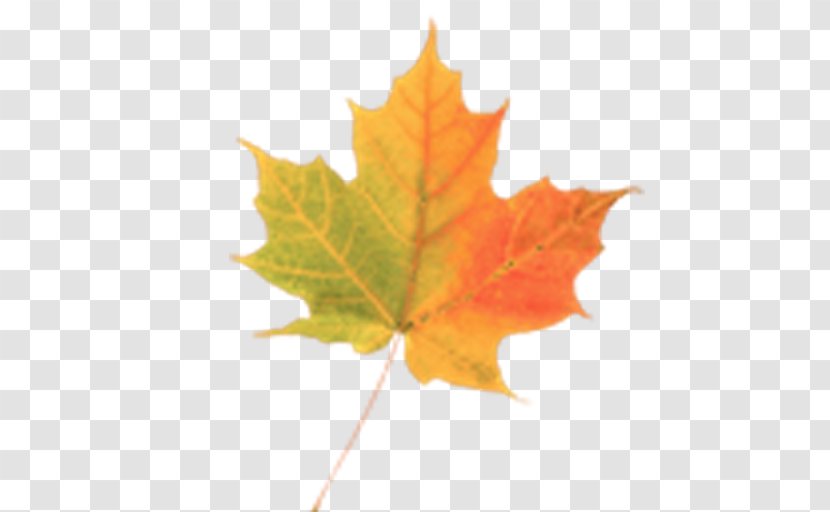 Maple Leaf Autumn - Plane Tree Family Transparent PNG
