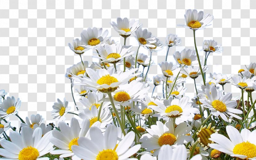 Flower Nature Desktop Wallpaper Common Daisy - Field - Camomile Transparent PNG